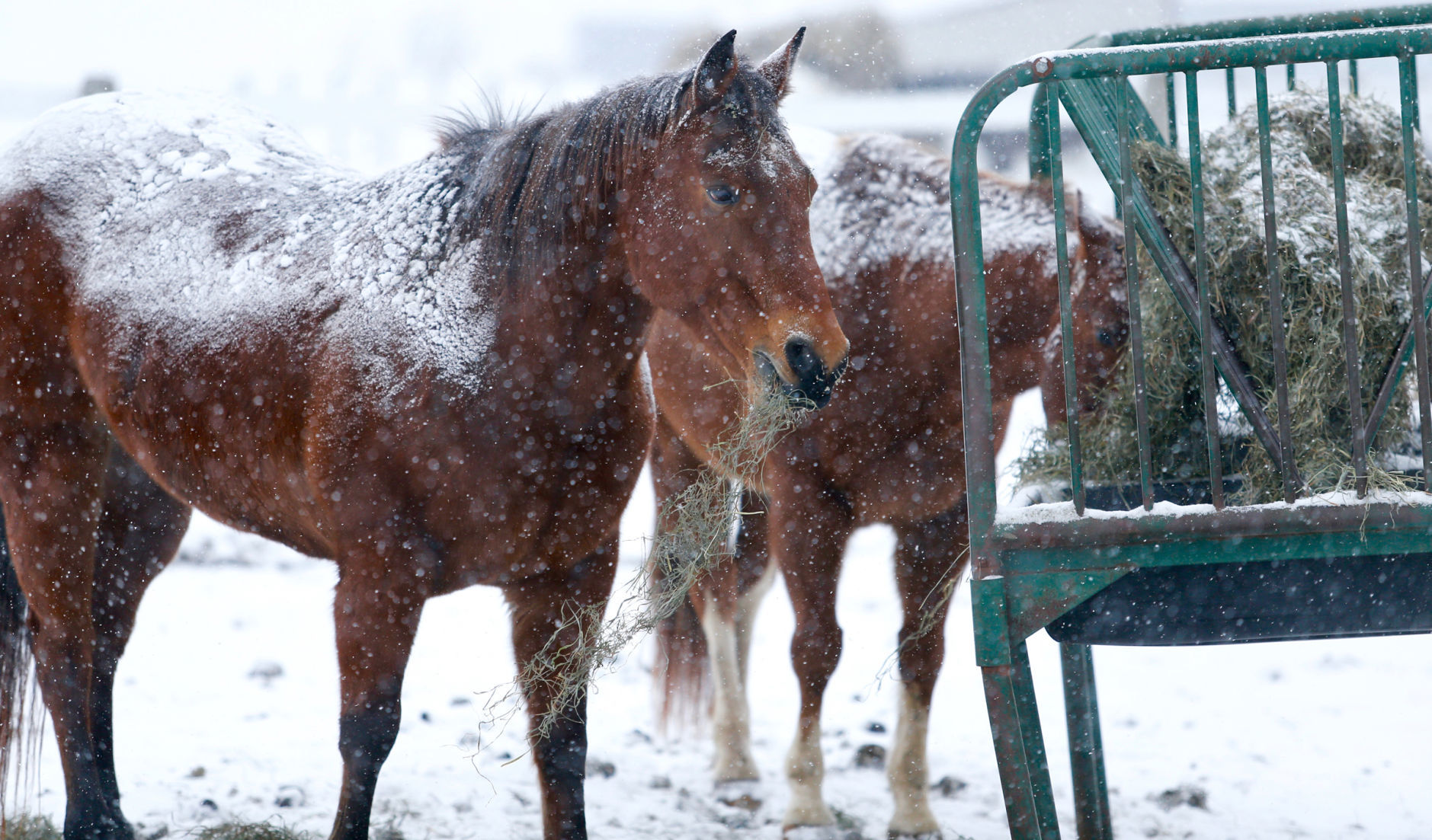 Snow Photos 2019 5